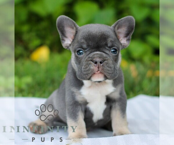 Medium Photo #1 French Bulldog Puppy For Sale in EAST EARL, PA, USA