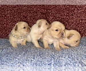 French Bulldog Litter for sale in MYRTLE, MO, USA