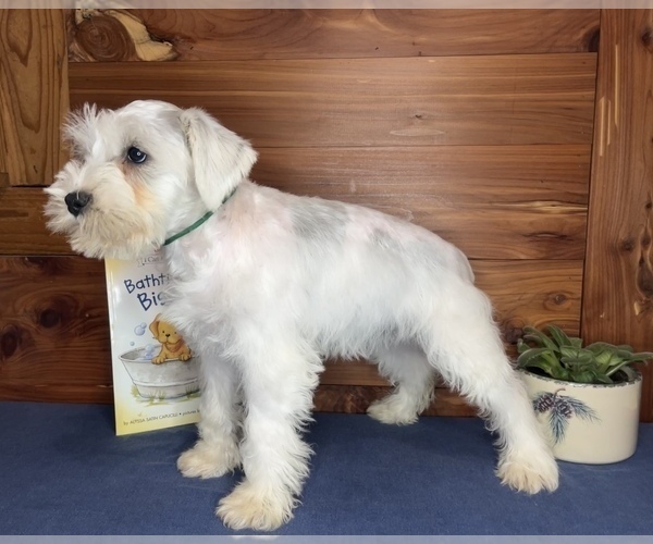 Medium Photo #7 Schnauzer (Miniature) Puppy For Sale in BIG CABIN, OK, USA