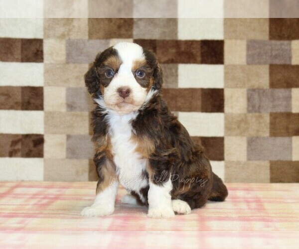 Medium Photo #4 Bernedoodle (Miniature) Puppy For Sale in DENVER, PA, USA