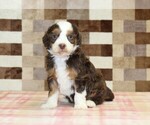Small #3 Bernedoodle (Miniature)