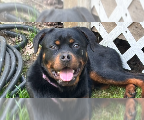Medium Photo #9 Rottweiler Puppy For Sale in Brewster, NY, USA