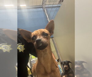 Dachshund Dogs for adoption in Bakersfield, CA, USA