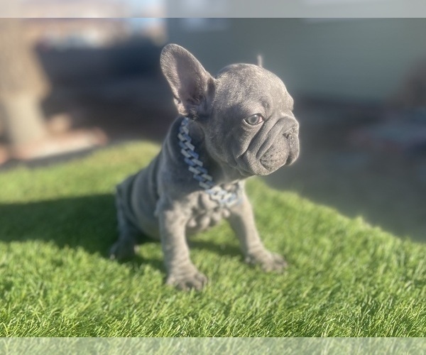 Medium Photo #5 French Bulldog Puppy For Sale in DETROIT, MI, USA