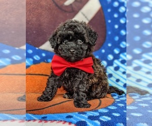 Poovanese Puppy for sale in LEOLA, PA, USA