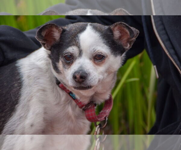 Medium Photo #11 Chihuahua-Unknown Mix Puppy For Sale in San Jose, CA, USA