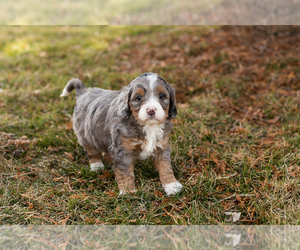 Boston Terrier Puppy for sale in SHIPSHEWANA, IN, USA