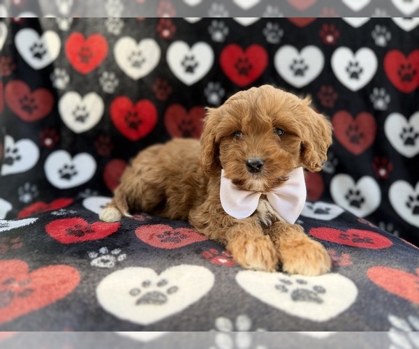 Medium Photo #6 Cavapoo (Miniature) Puppy For Sale in LAKELAND, FL, USA