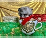 Small Photo #6 Pomeranian Puppy For Sale in HAYWARD, CA, USA