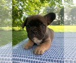 Small #1 French Bulldog