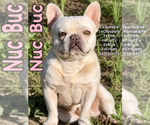 Father of the French Bulldog puppies born on 06/15/2026