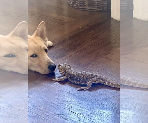 Medium Photo #6 Shiba Inu-Unknown Mix Puppy For Sale in Woodland Hills, CA, USA