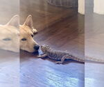 Small #5 Shiba Inu Mix
