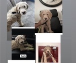 Small Photo #5 Goldendoodle Puppy For Sale in NEW YORK, NY, USA