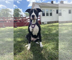 American Pit Bull Terrier-Labrador Retriever Mix Dogs for adoption in Oakhurst, NJ, USA