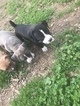 Small Photo #38 American Pit Bull Terrier Puppy For Sale in GRIFFIN, GA, USA