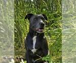 Small #1 Mutt