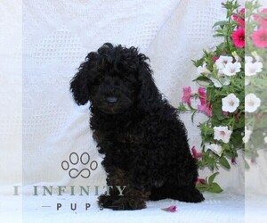 Cavapoo Puppy for sale in RISING SUN, MD, USA
