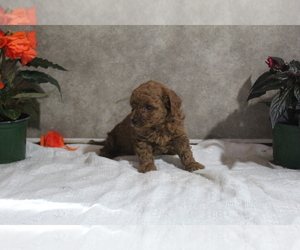 Poodle (Toy) Puppy for sale in EVART, MI, USA