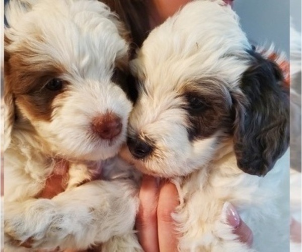 Medium Photo #15 Bernedoodle (Miniature) Puppy For Sale in LEETONIA, OH, USA