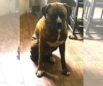 Small #2 Boxer