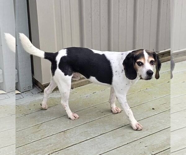 Medium Photo #5 Beagle Puppy For Sale in Batavia, OH, USA