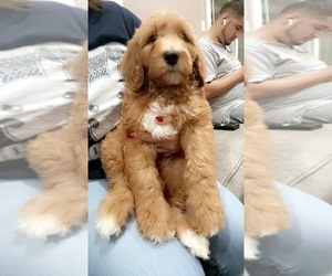 Goldendoodle Puppy for Sale in STKN, California USA