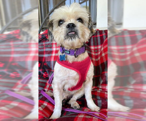Medium Photo #3 Shih Tzu-Unknown Mix Puppy For Sale in Cranston, RI, USA