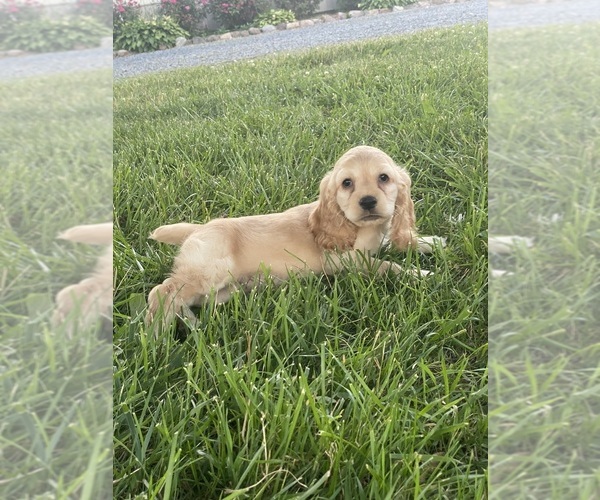Medium Photo #3 Cocker Spaniel Puppy For Sale in CANOGA, NY, USA