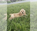 Small #2 Cocker Spaniel