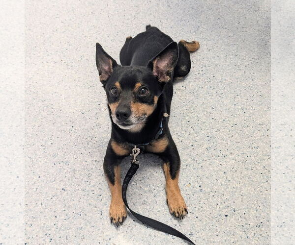 Medium Photo #1 Chipin Puppy For Sale in Monkton, MD, USA