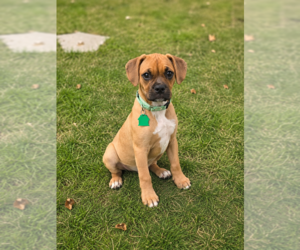 Box-a-Pug Dogs for adoption in Springdale, PA, USA