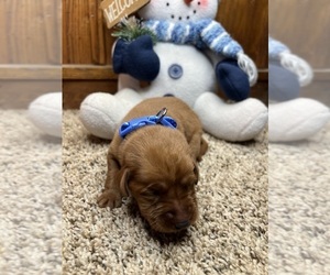 Labrador Retriever Puppy for sale in NEOLA, WV, USA