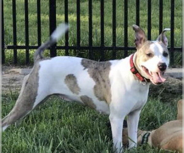 Medium Photo #7 American Staffordshire Terrier-Unknown Mix Puppy For Sale in Holly Springs, NC, USA