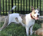 Small #6 American Staffordshire Terrier Mix