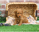 Small Poodle (Miniature)