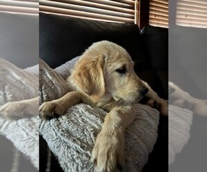 Golden Retriever Puppy for Sale in ROSEVILLE, California USA