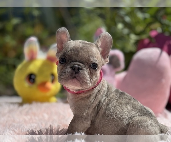 Medium Photo #2 French Bulldog Puppy For Sale in LEHIGH ACRES, FL, USA