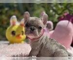 Small #1 French Bulldog