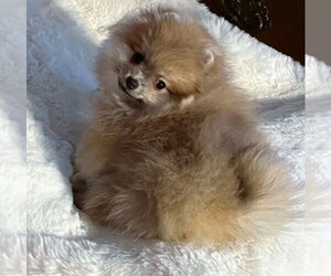 Pomeranian Puppy for sale in LISLE, IL, USA