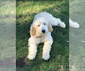 Goldendoodle Puppy for sale in LAGUNA HILLS, CA, USA