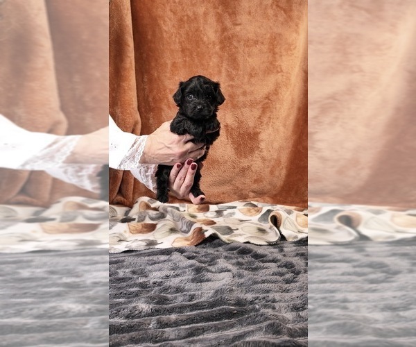 Medium Photo #28 Yorkipoo Puppy For Sale in FENTON, MI, USA