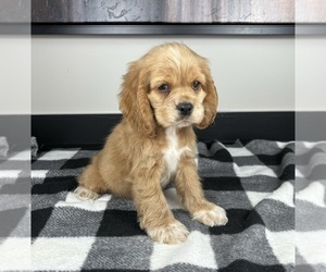 Cocker Spaniel Puppy for sale in FRANKLIN, IN, USA