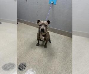Mutt Dogs for adoption in Las Vegas, NV, USA