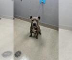Small Mutt
