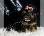 Small Photo #3 Poodle (Toy) Puppy For Sale in WARSAW, IN, USA