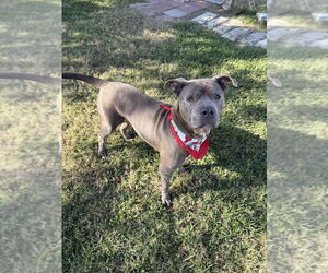 Maggie - Female Mutt Dog for Adoption - Photo #3