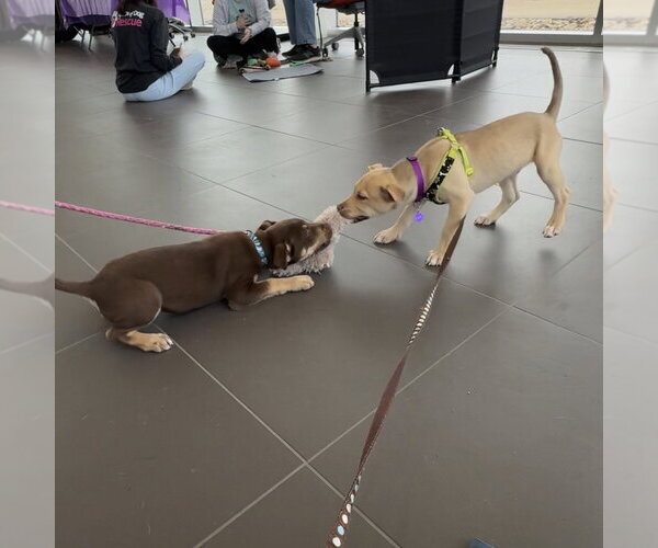 Medium Photo #12 Siberian Husky-Unknown Mix Puppy For Sale in Fargo, ND, USA