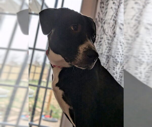 Medium Photo #2 Mutt Puppy For Sale in Fayetteville, NC, USA