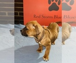 Small Photo #26 American Pit Bull Terrier Puppy For Sale in TRENTON, NJ, USA